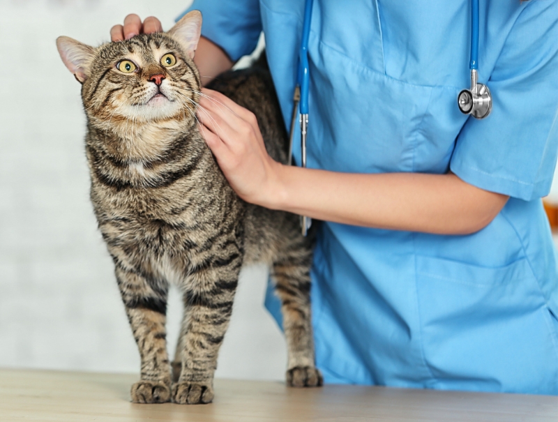 Veterinary Jobs in Portland