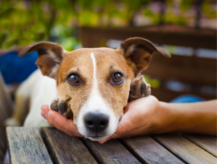 Canine and Feline Care Kits