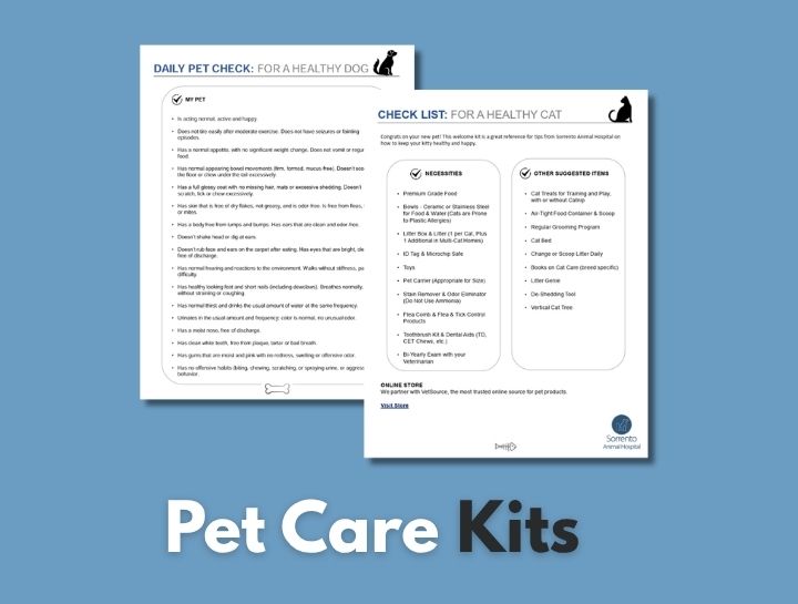 Essential Pet Care Tips for Cats & Dogs