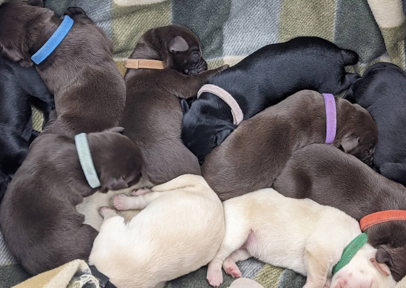 Carousel Slide 8: Puppy and kitten care