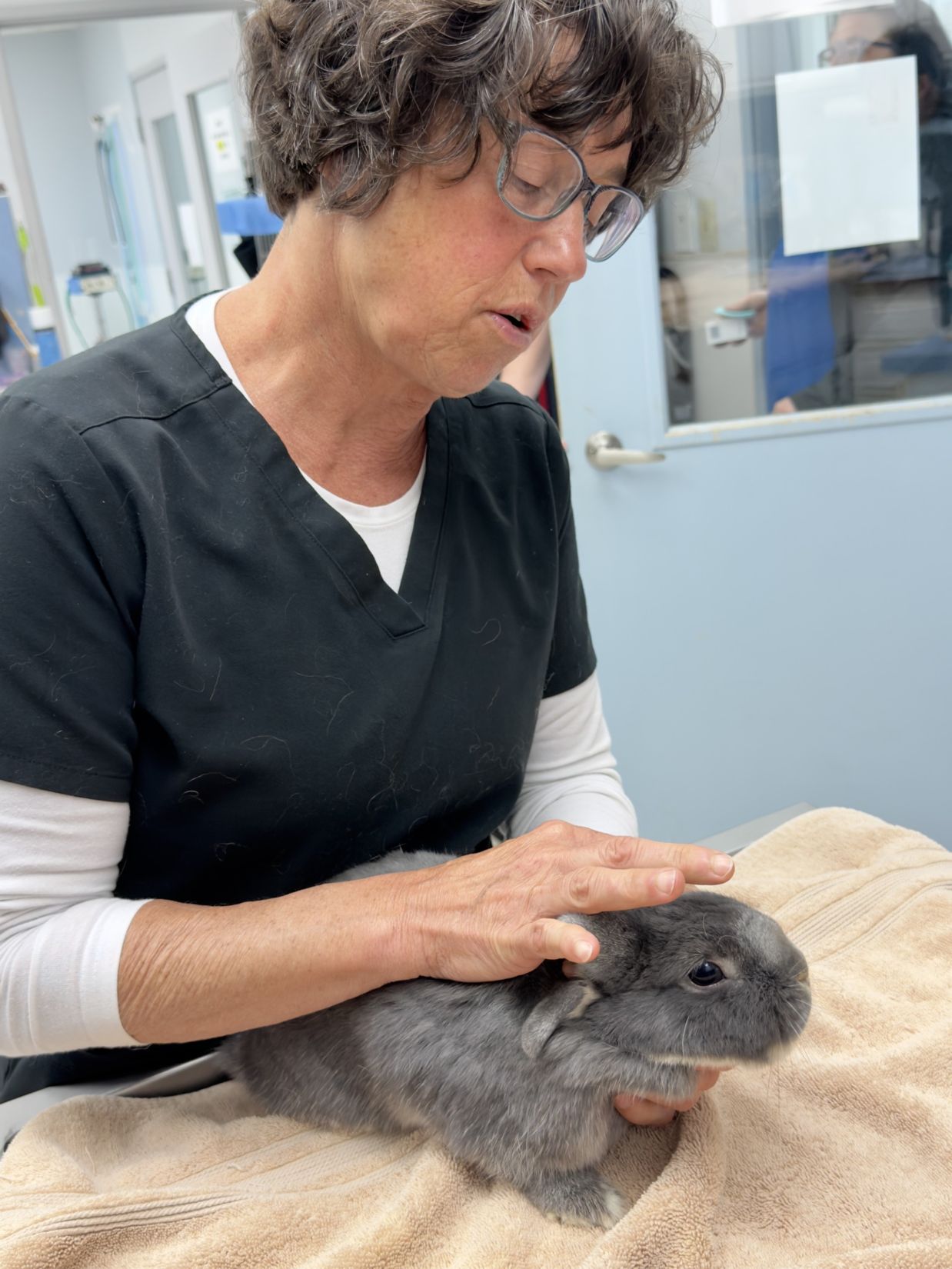 $City Small Animal Hospital